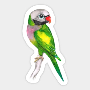 Moustached parakeet Sticker